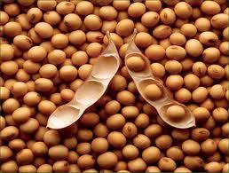 Soy bean