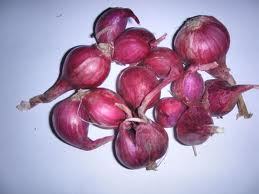 Onion (Shallot)