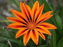 Treasure Flower