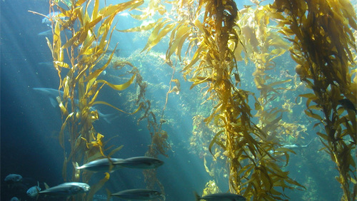 Tasmanian Seaweed Powder (Green Bull Kelp)