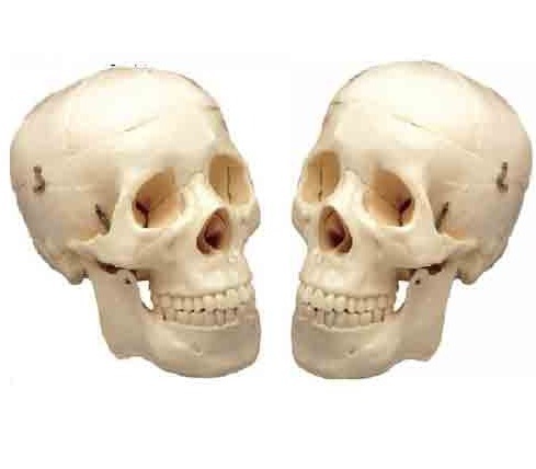 Life Size Skull Model ( BEP-104 )