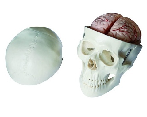 XC-104E - Skull Model
