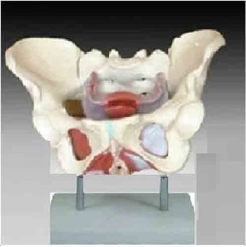 Pelvis Models