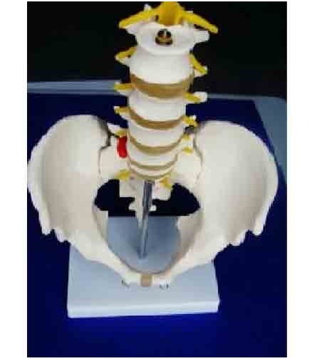 Pelvis Models