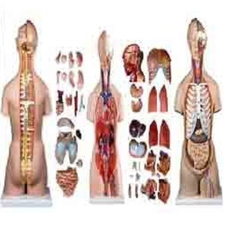 Human Male And Female Torso Tall 85 CMS BEP-204