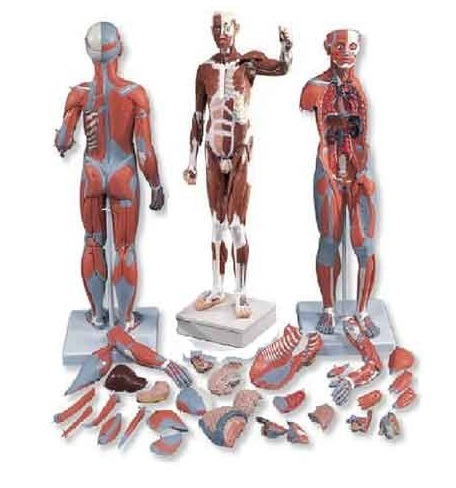 Full Size Human Body Showing Muscle & Organ