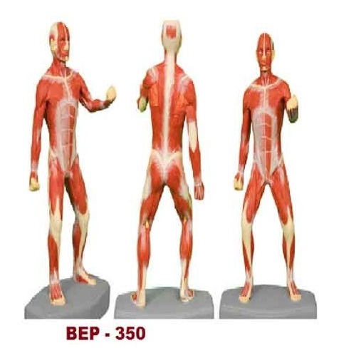 Muscular Body Model ( Tall 85 CM ) ( BEP-350 )