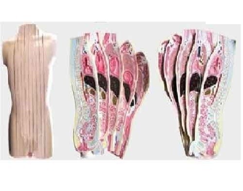 Human Torso - 90 CMS - Vertical Shears - 10 PCS