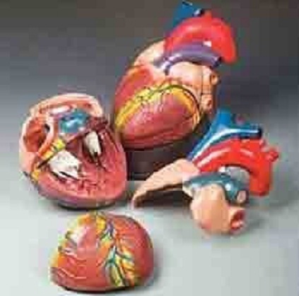 Jumbo Heart Model ( BEP-307 )