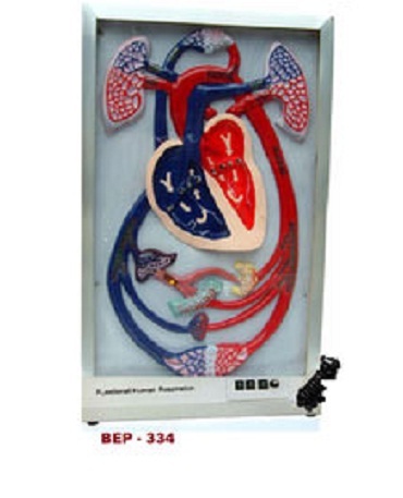 Cardiac Beat And Blood Circulation ( BEP-334 )