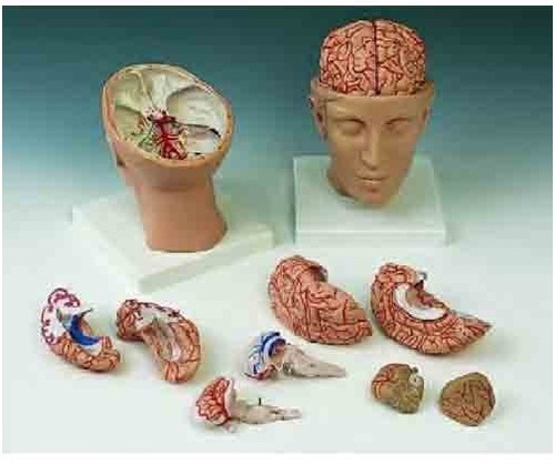 Brain Models