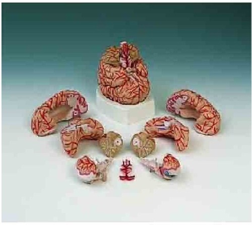 Brain With Arteries ( BEP-308 )