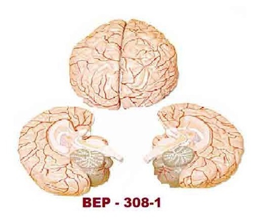 Human Brain Models ( BEP-308-1 )