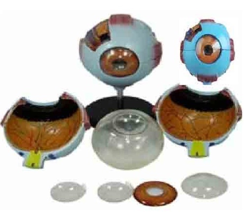 Giant Eye Model ( BEP-316 )