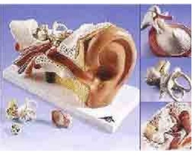 New Style Giant Ear Model ( BEP-303C )