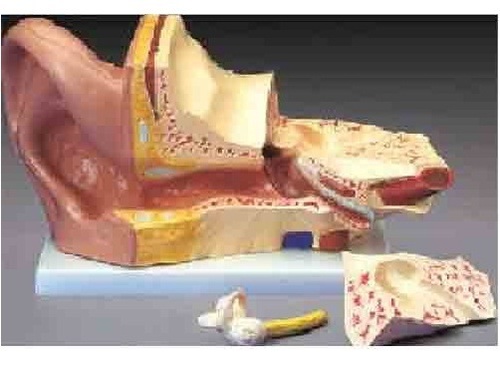 Human Ear Model ( BEP-303-3 )