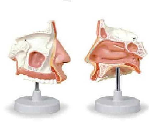 Model Of The Anatomical Nasal Cavity ( BEP-309 )