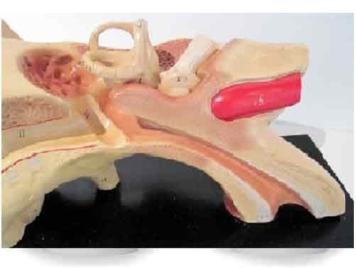 Ear Models