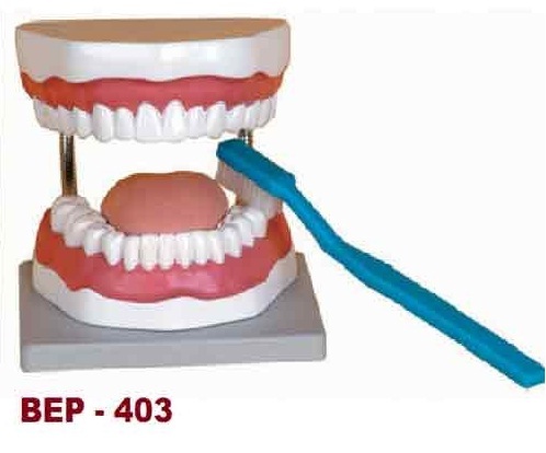 Tooth Hygiene Set - Consists Of Teeth