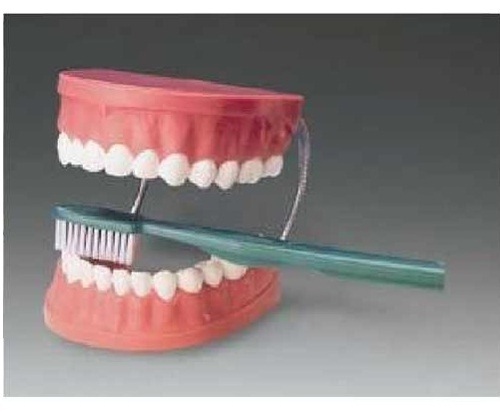 Giant Dental Care Model With Toothbrush BEP-001