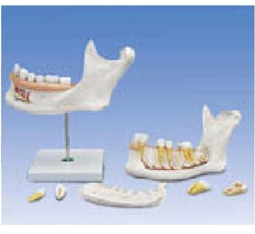 Teeth Models