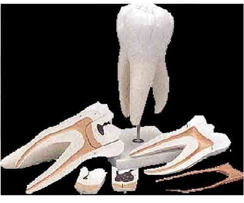 Teeth Models