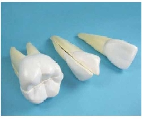 Human Teeth ( BEP-305-5 )