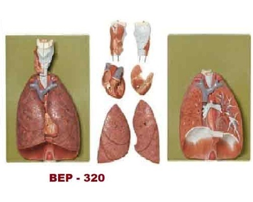 Lungs Models
