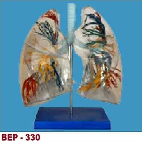Lungs Models
