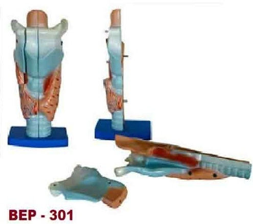 Magnified Human Larynx Model ( BEP-301)