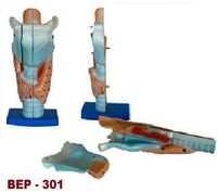 Magnified Human Larynx Model ( Bep-301)
