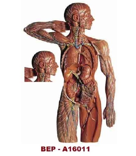 Digestive System Models