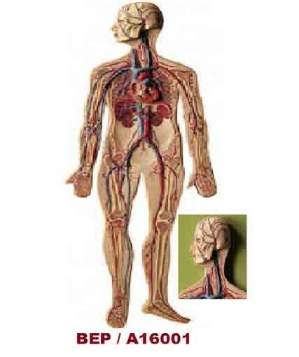 Digestive System Models