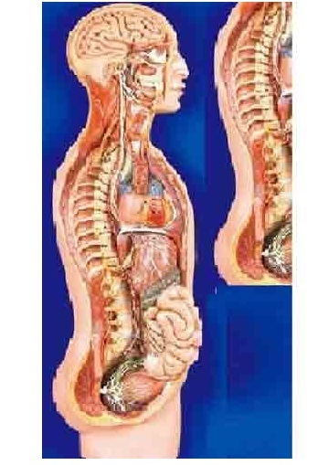 Digestive System Models