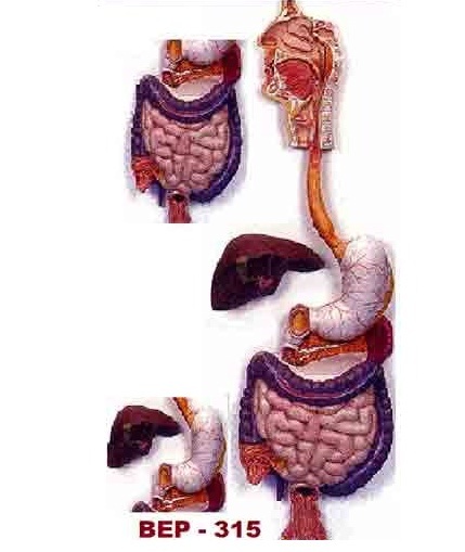 Digestive System Models