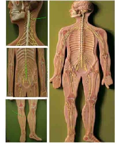 Digestive System Models