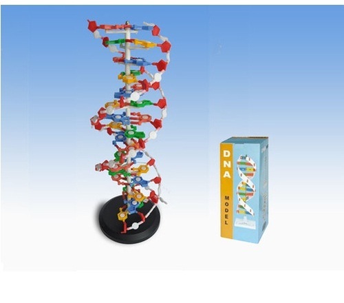DNA Structure Deluxe Models