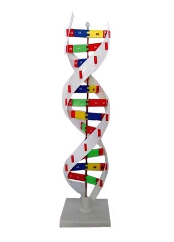 DNA Models