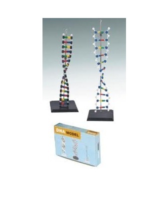 DNA Models