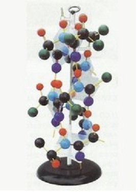 DNA Models