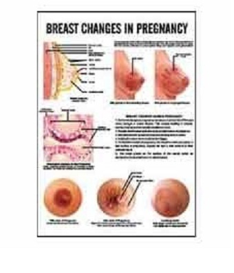 Midwifery & Child Health Nursing Charts - Paper A2 Size White | Visual Aids Clear Diagrams Educational Medical Reference