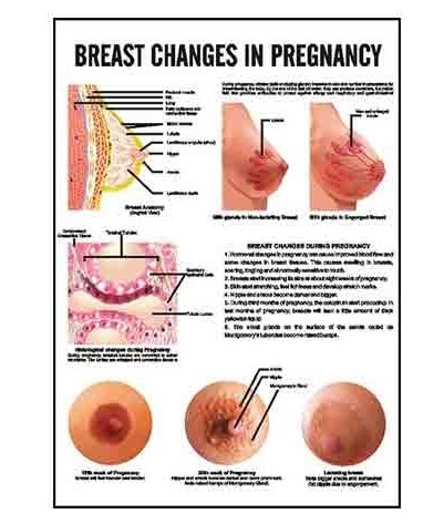 Midwifery & Child Health Nursing Charts