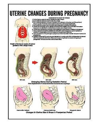 Midwifery & Child Health Nursing Charts