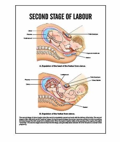 Midwifery & Child Health Nursing Charts