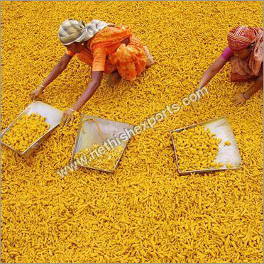Double Polished Turmeric Fingers