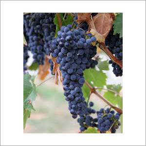 Fresh Grapes