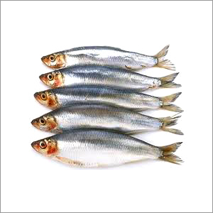 Frozen Fish