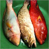 Raw Fish
