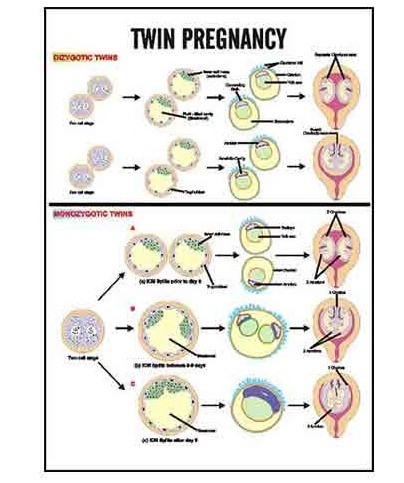 INC12 - Twin Pregnancy Charts