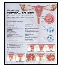 Anatomy Medical U.S.A Charts